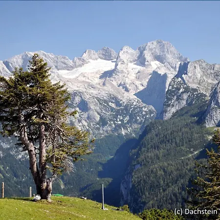 Holiday Gamsblume.12 * Annaberg im Lammertal